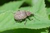 Smecernieks Curculionidae sp.