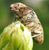 Sprakšķis Lacon murinus