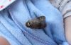 Vītolu urbējs