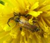 Koksngrauzis Pseudovadonia livida