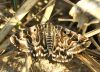Pelēkā āboliņpūcīte