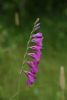 Jumstiņu gladiola