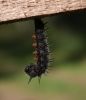 Acainais raibenis
