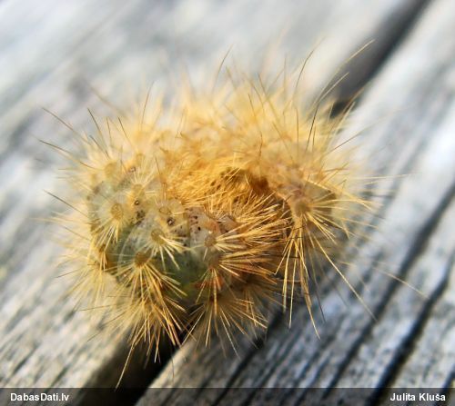 Raibvēderlācītis Spilosoma sp. 