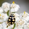 Mārīte Coccinula quatuordecimpustulata