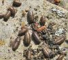 Mitrene Armadillidium pulchellum