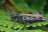 Sisenis Acrididae sp.