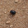 Lapgrauzis Chrysolina sanguinolenta