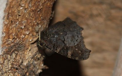 Acainais raibenis