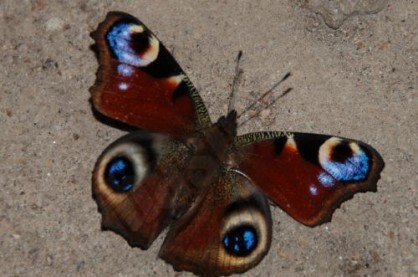 Acainais raibenis