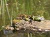 Zaļā / dīķa varde Pelophylax sp.