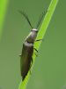 Sprakšķis Ctenicera pectinicornis