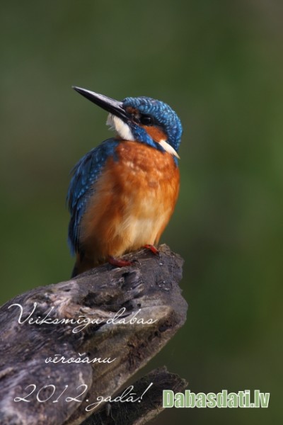 Priecīgus svētkus 2011. gadā! Priecīgus svētkus 2011. gadā!