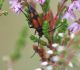 Koksngrauzis Stenurella bifasciata