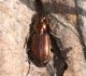 Skrejvabole Agonum ericeti
