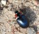 Lapgrauzis Chrysomela collaris