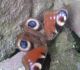 Acainais raibenis