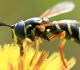 Ziedmuša Syrphidae sp.