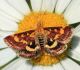 Zāļsvilnis Pyrausta purpuralis