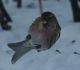 Mazais ķeģis