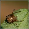 Krusta zirneklis Araneus diadematus
