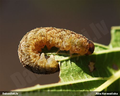 Pūcīte sp.