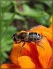 Ziedmuša Eristalis tenax