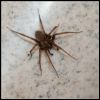 Piltuvjzirneklis Tegenaria sp.