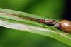 Slaidzirneklis Tetragnathidae sp.