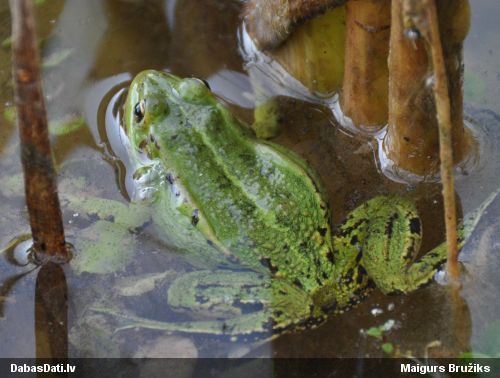 Zaļā / dīķa varde Pelophylax sp.