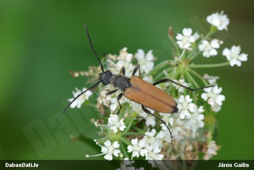 Koksngrauzis Anastrangalia sanguinolenta