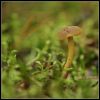 Tīmeklene Cortinarius sp.