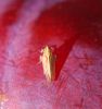 Piešcikāde Stenocranus sp.