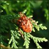 Krusta zirneklis Araneus diadematus