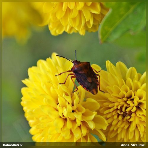 Vairogblakts 	Carpocoris purpureipennis