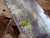 Medniekzirneklis Micrommata virescens