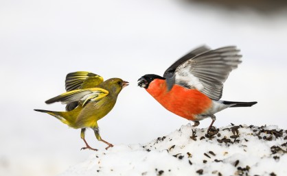 svilpis, zaļžubīte, barotava, ziema Miks Stūrītis