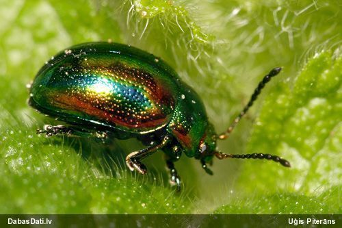 Lapgrauzis Chrysolina fastuosa