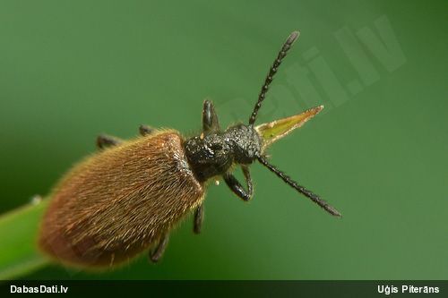 Sarvabole Lagria hirta