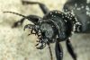 Skrejvabole Broscus cephalotes