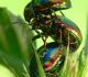 Lapgrauzis Chrysolina fastuosa