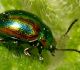 Lapgrauzis Chrysolina fastuosa