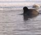 Laucis