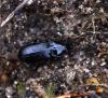 Skrejvabole Pterostichus sp.