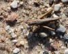 Sisenis Acrididae sp.