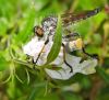 Laupītājmuša Asilidae sp.
