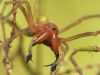 Garkāju maiszirneklis Cheiracanthium punctorium