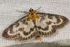 Zāļsvilnis Anania hortulata