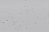 Pelēkais strazds