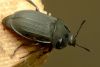 Līķvabole Silpha obscura